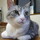 オレンジ猫さん