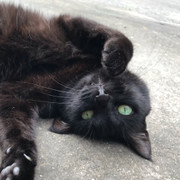 さとっちにゃん