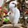 俺様インコ