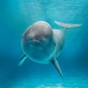 dolphinsao