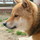 A型チャン
