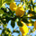 citronciel